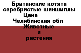 Британские котята серебристые шиншиллы › Цена ­ 5 000 - Челябинская обл. Животные и растения » Кошки   